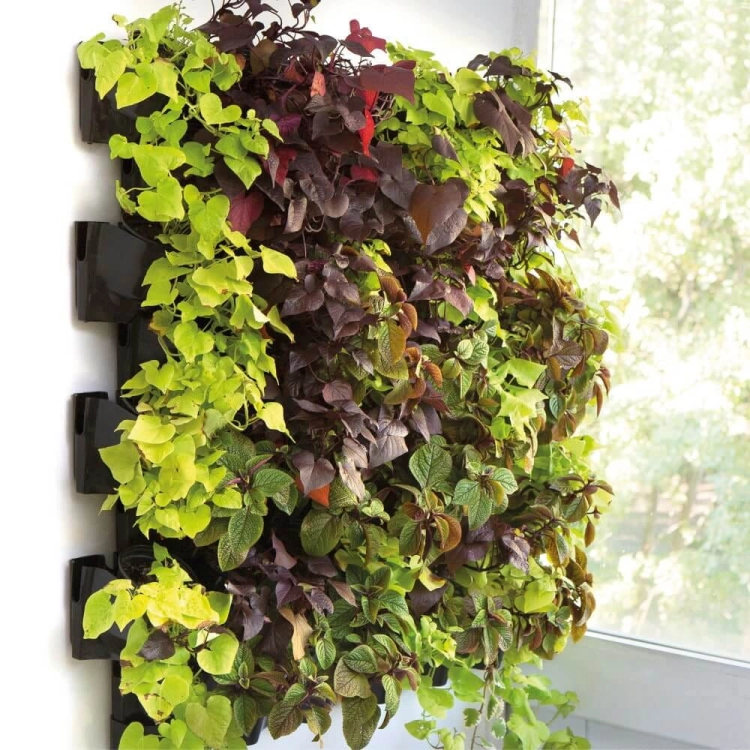 Aquael Versa Garden Green Wall - zielone ściany
