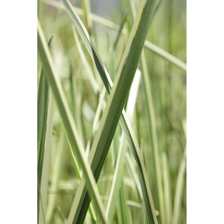 Tatarak zwyczajny - Roślina do oczka wodnego - Acorus Calamus 'Variegatus'