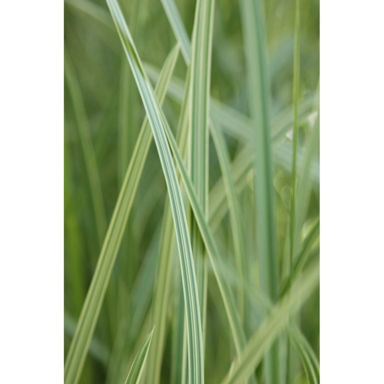 Manna mielec - Roślina do oczka wodnego - Gliceria Maxima 'Variegata'