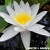 WG_14N