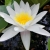Lilia wodna - Roślina do oczka wodnego - Nymphaea Marliacea Albida