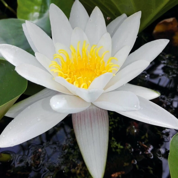 Lilia wodna - Roślina do oczka wodnego - Nymphaea Marliacea Albida