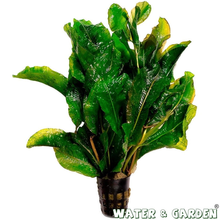 WG_122B