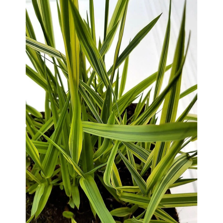 Mozga trzcinowa - Roślina do oczka wodnego - Phalaris Arundinacea 'Pure-Gold'