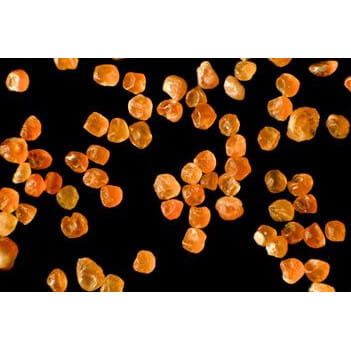 Ocean Nutrition Shell Free Artemia 50g Pokarm jaja artemii