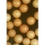 Ocean Nutrition Brine Shrimp Eggs 50g Jaja solowca artemia