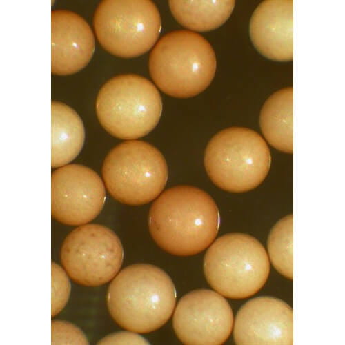 Ocean Nutrition Brine Shrimp Eggs 50g Jaja solowca artemia