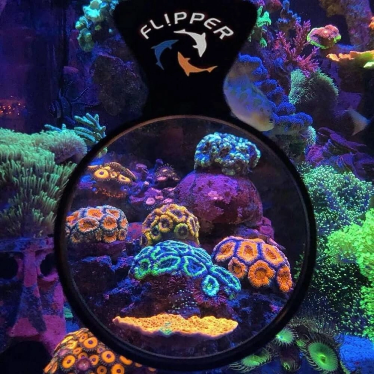 Flipper DeepSee Max lupa do akwarium 12,7cm
