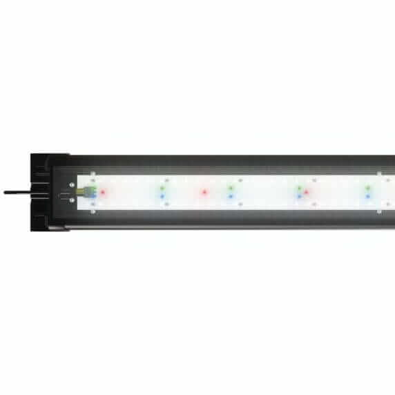 Juwel Rio 240 Helialux Spectrum zestaw akwarium ciemne drewno
