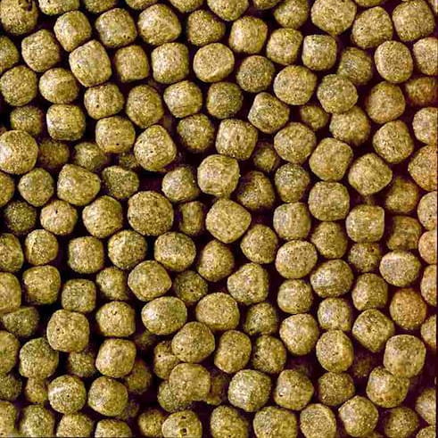 Hikari Cichlid Staple Medium 57g - Pokarm dla pielęgnic