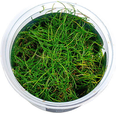 Eleocharis Pusilla - Roślina do akwarium - kubek 6cm