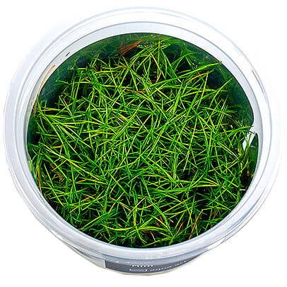 Eleocharis Acicularis Mini - Roślina do akwarium - kubek 6cm