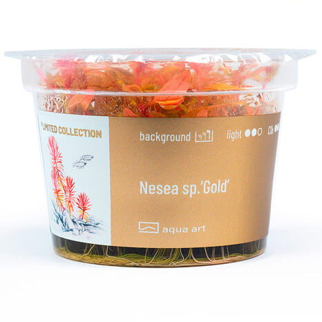 Nesea sp. Gold - Roślina do akwarium - kubek 6cm