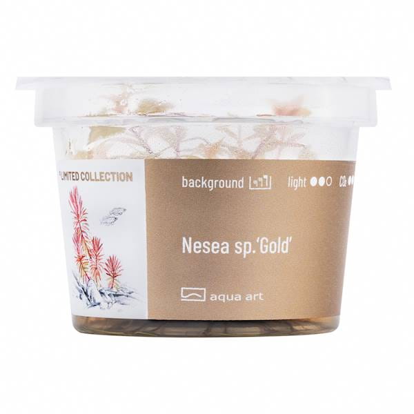 Nesea sp. Gold - Roślina do akwarium - kubek 6cm