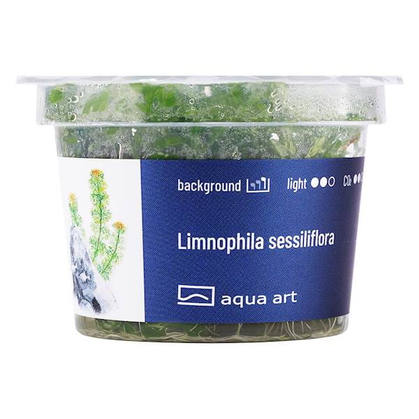 Limnophila Sessiliflora - Roślina do akwarium - kubek 6cm