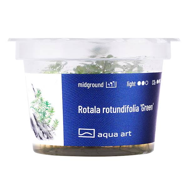 Rotala Rotundifolia Green - Roślina do akwarium - kubek 6cm