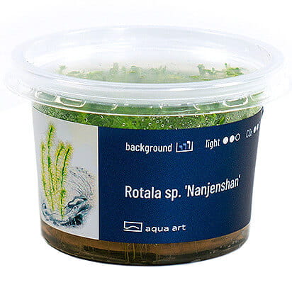 Rotala sp. Nanjenshan - Roślina do akwarium - kubek 6cm