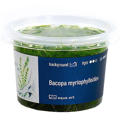 Bacopa Myriophylloides - Roślina do akwarium - kubek 6cm