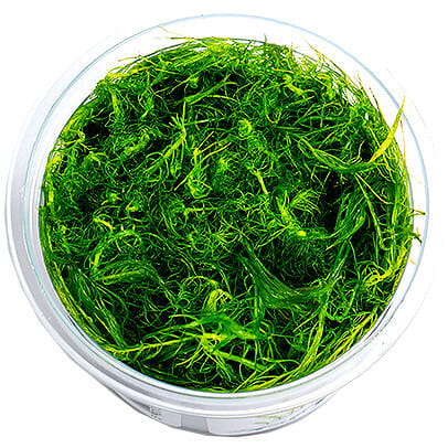 Bacopa Myriophylloides - Roślina do akwarium - kubek 6cm