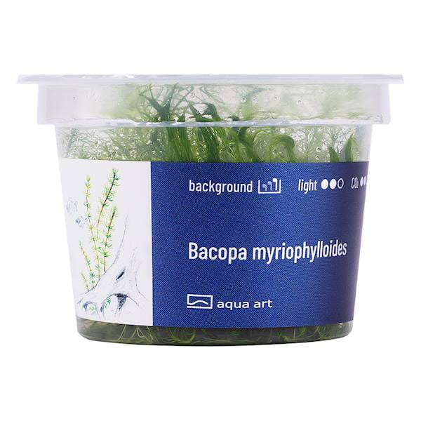Bacopa Myriophylloides - Roślina do akwarium - kubek 6cm