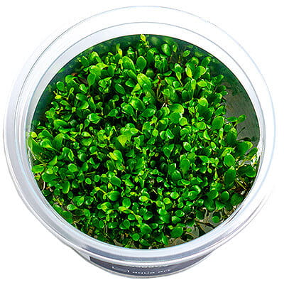 Glossostigma Elatinoides - Roślina do akwarium - kubek 6cm
