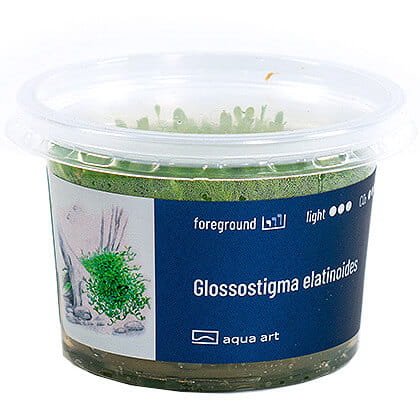 Glossostigma Elatinoides - Roślina do akwarium - kubek 6cm
