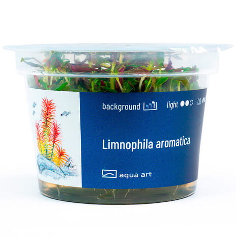 Limnophila Aromatica - Roślina do akwarium - kubek 6cm