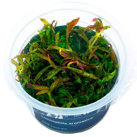 Limnophila Aromatica - Roślina do akwarium - kubek 6cm