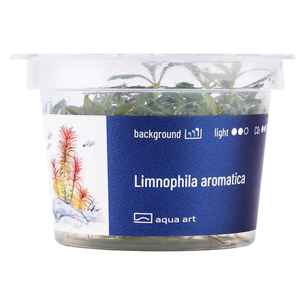 Limnophila Aromatica - Roślina do akwarium - kubek 6cm