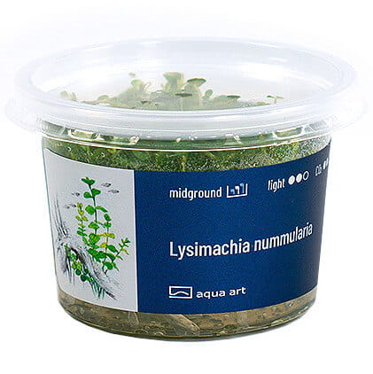 Lysimachia Nummularia - Roślina do akwarium - kubek 6cm