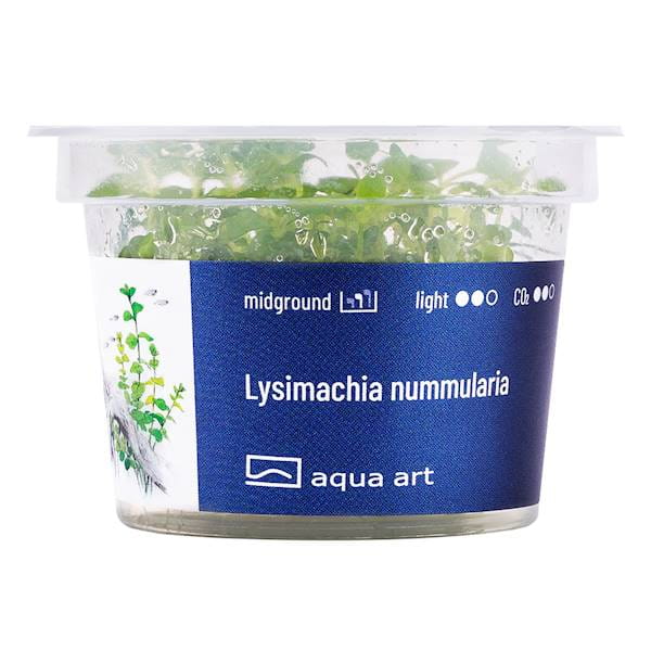 Lysimachia Nummularia - Roślina do akwarium - kubek 6cm