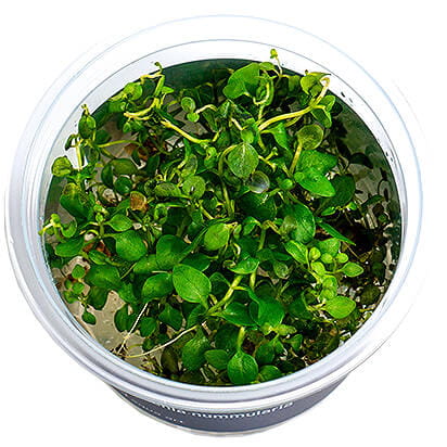 Lysimachia Nummularia - Roślina do akwarium - kubek 6cm