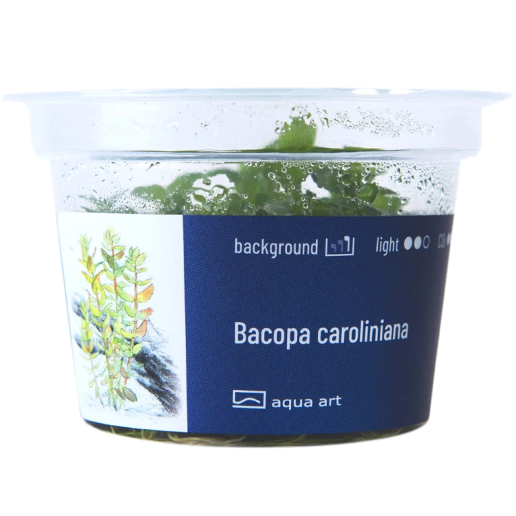 Bacopa Caroliniana - Roślina do akwarium - kubek 6cm