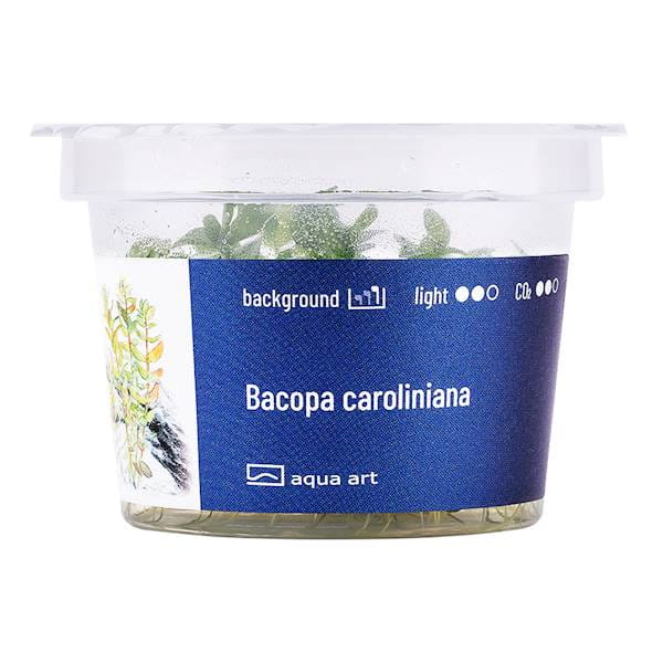 Bacopa Caroliniana - Roślina do akwarium - kubek 6cm