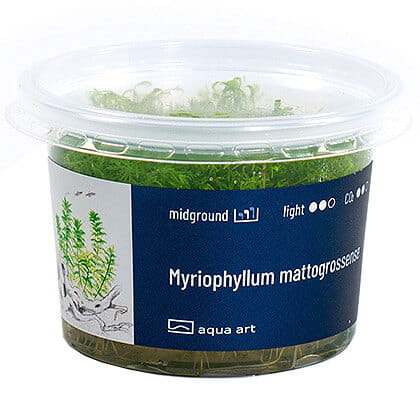 Myriophyllum Mattogrossense - Roślina do akwarium - kubek 6cm