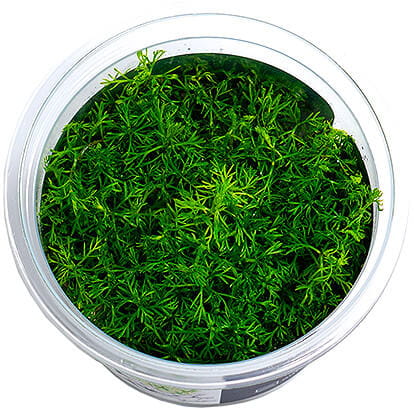 Myriophyllum Mattogrossense - Roślina do akwarium - kubek 6cm