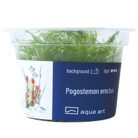Pogostemon Erectus - Roślina do akwarium - kubek 6cm