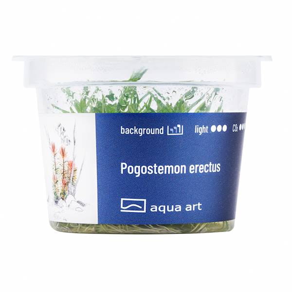 Pogostemon Erectus - Roślina do akwarium - kubek 6cm