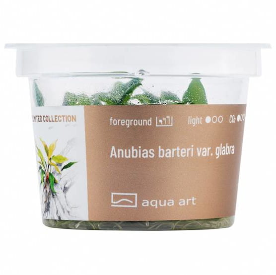 Anubias Barteri Ver. Glabra  - Roślina do akwarium - kubek 6cm