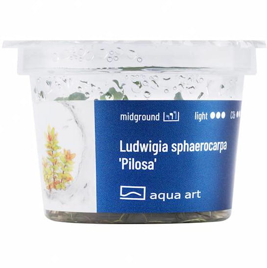 Ludwigia Sphaerocarpa Pilosa - Roślina do akwarium - kubek 6cm