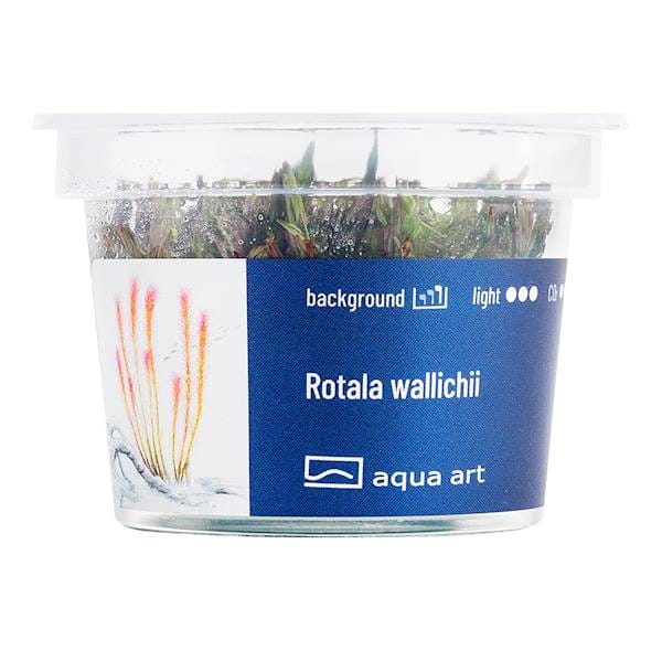 Rotala Wallichii - Roślina do akwarium - kubek 6cm