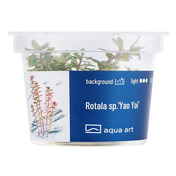 Rotala sp. 'Yao Yai'  - Roślina do akwarium - kubek 6cm