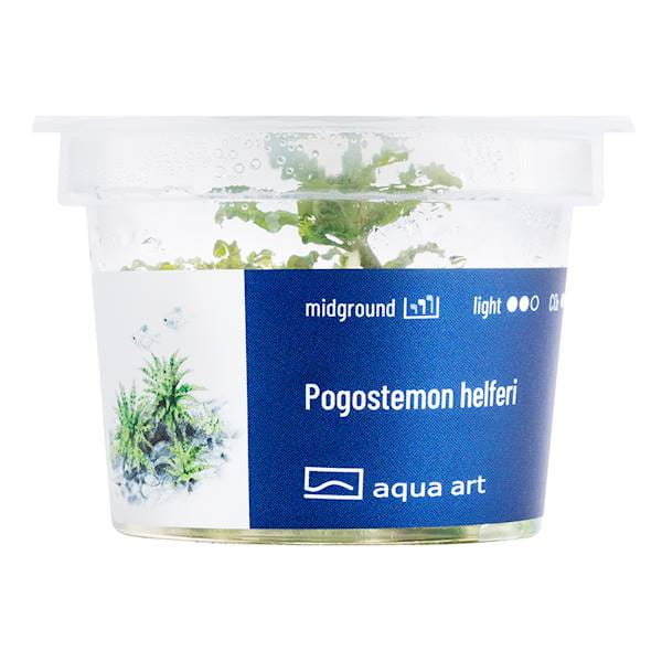 Pogostemon Helferi - Roślina do akwarium - kubek 6cm