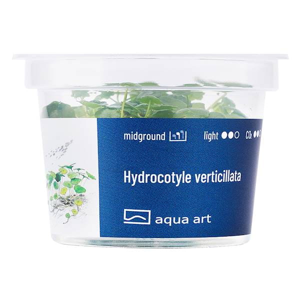 Hydrocotyle Verticillata  - Roślina do akwarium - kubek 6cm