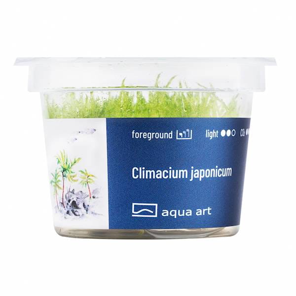 Climacium Japonicum - Roślina do akwarium - kubek 6cm