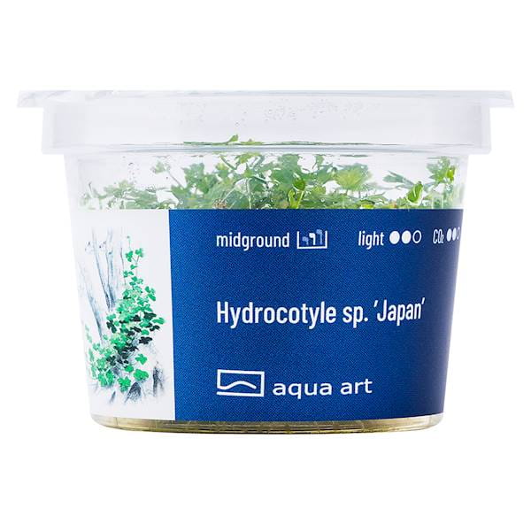 Hydrocotyle sp. Japan - Roślina do akwarium - kubek 6cm