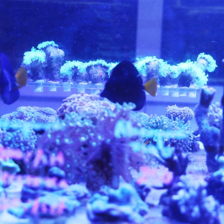 Schone Korallen Coral Stand XS - Podstawka na szczepki koralowców