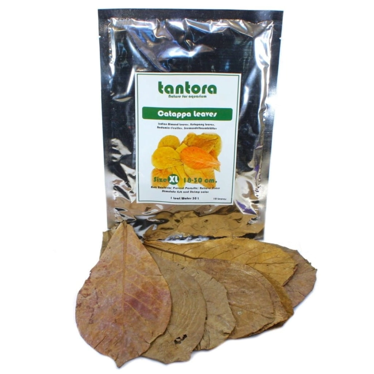 CATAPPA_LEAVES_XL
