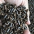 Tantora Catappa King Stick 100g  - Ketapang uzdatniacz wody