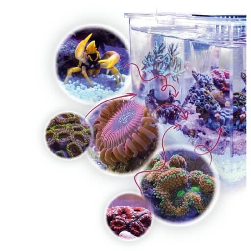 Aqua Medic Armatus XS Zestaw akwarium morskie 4L + szafka